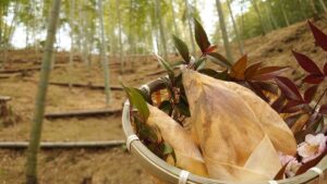 たけのこ掘り　筍姫ちょこちょこ掘れてきました️！