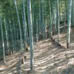 タケノコも雨まってます!