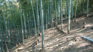 タケノコも雨まってます！