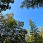 竹林の新緑　青や黄色や緑が濃い！