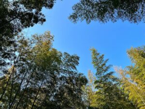 竹林の新緑　青や黄色や緑が濃い！