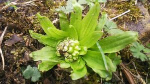 恵みの雨️に里山のいきものたちも喜んでいます！