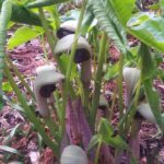 お花咲きそうです🤗