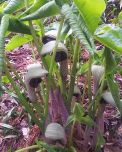 お花咲きそうです🤗