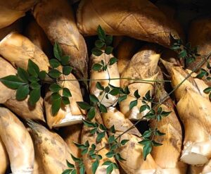 たけのこ初出荷は地元の飲食店さんへ！