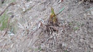 たけのこニョッキ！