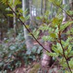山椒の新芽 竹やぶでドンドン芽吹いてますよ〜