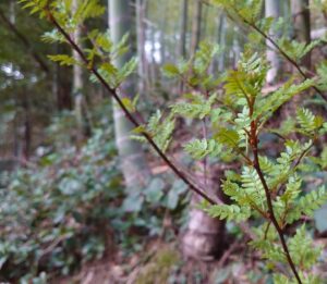 山椒の新芽 竹やぶでドンドン芽吹いてますよ〜