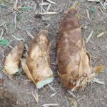 たけのこ成長中　いろいろ美味しいサイズ♬