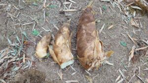 たけのこ成長中　いろいろ美味しいサイズ♬