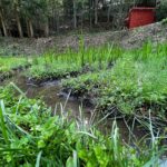 里山ビオトープ 菖蒲(ショウブ)成長中♬