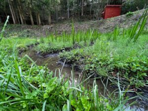 里山ビオトープ　菖蒲(ショウブ)成長中♬