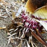 タケノコの根っこナウシカの王蟲みたい!?