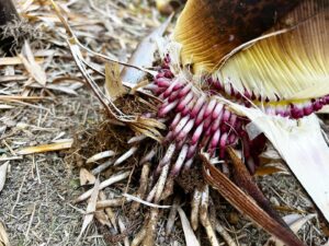タケノコの根っこナウシカの王蟲みたい！？
