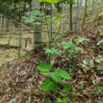 天ぷらなどあれこれ美味しい「山うど」
