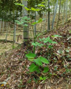 天ぷらなどあれこれ美味しい「山うど」