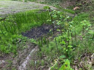 里山ビオトープ 雨前の様子　ショウブ成長中