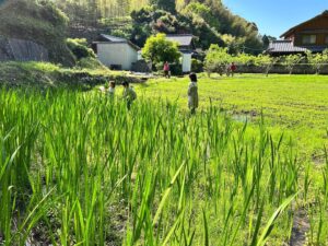 『菖蒲湯️』　読めますか！？