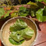 サルトリイバラの葉っぱで柏餅づくり