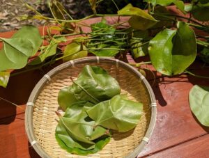 サルトリイバラの葉っぱで柏餅づくり