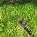 菖蒲（しょうぶ）子どもの日に向けて成長中！