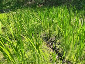 菖蒲（しょうぶ）子どもの日に向けて成長中！