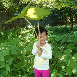 日差しの強い日はフキで日傘️♪