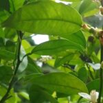 スダチ＆ユズ　小さい果実がしっかりと付いてます♪