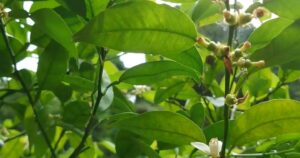 スダチ＆ユズ　小さい果実がしっかりと付いてます♪