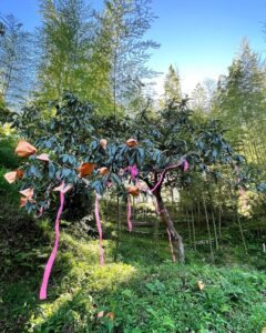 里山じいじ君のビワ大作戦