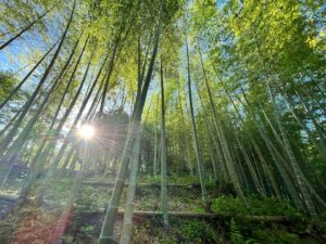 たけのこから若竹に一気に成長中！