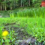 水がまけまけな里山ビオトープ🦎