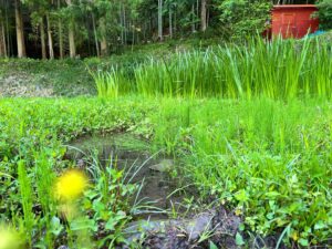 水がまけまけな里山ビオトープ🦎