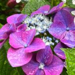 紫陽花がキレイに咲いてます！