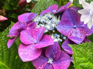 紫陽花がキレイに咲いてます！