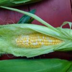 トウモロコシ 夏野菜といえばこれ!
