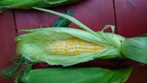 トウモロコシ　夏野菜といえばこれ！