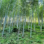 間伐して光が入る竹林では下草も勢いよく伸びてきます