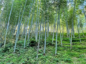 間伐して光が入る竹林では下草も勢いよく伸びてきます
