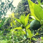 スダチ 里山でもうすぐ収穫!