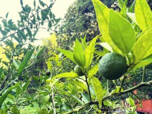 スダチ 里山でもうすぐ収穫！