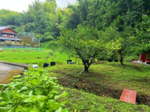 大葉もイキイキ！雨降り前の里山