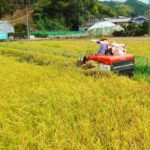 稲刈り　2022年も無事完了！