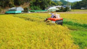 稲刈り　2022年も無事完了！