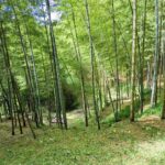 竹やぶ草刈り2022夏