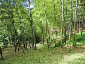 竹やぶ草刈り2022夏