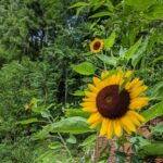 夏の思い出 たけのこ農園に咲くひまわり