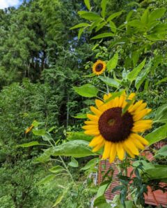 夏の思い出 たけのこ農園に咲くひまわり