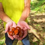 いきなり秋！！！！2022シーズンなんと栗が収穫できました！