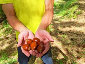 いきなり秋！！！！2022シーズンなんと栗が収穫できました！